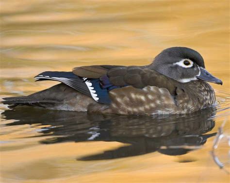 Female Wood Duck Michigan United Conservation Clubs