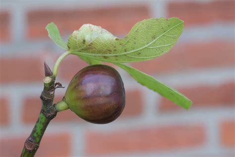 All About The Hardy Lsu Purple Fig Minneopa Orchards