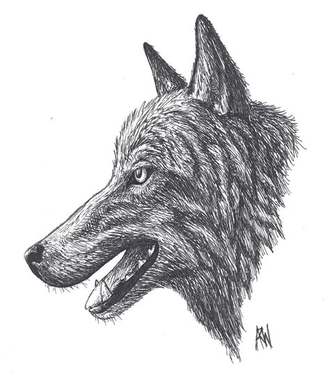 Wolf Profile By Rustyblackbird On Deviantart