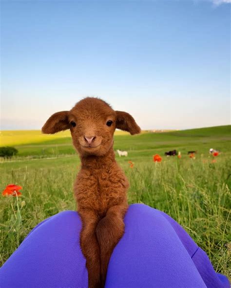 Little Smiling Lamb Raww