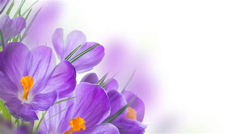 Purple Spring Flowers Wallpapers Free Yodobi