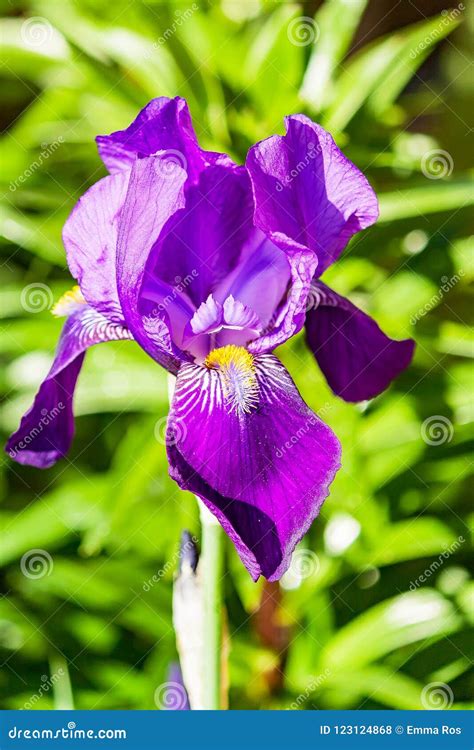 Beautiful Purple Iris Flower Fleur De Lis Stock Photo Image Of Yellow
