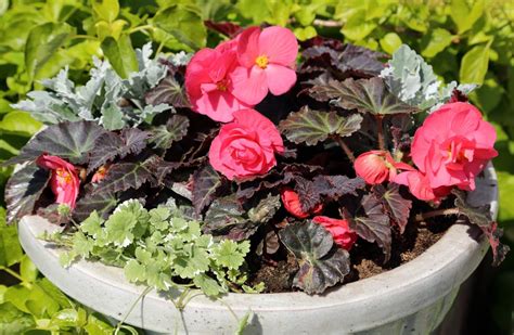 5 Key Tips When Growing Begonias In Pots Horticulture