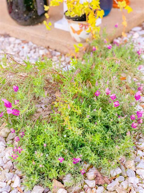 Full sun means an area gets 6+ hours of direct sunlight per day, part sun is anywhere from 3 to 6 hours of direct sunlight, and full shade. 7 Best & Beautiful Ground Cover Plants Full Sun, Low ...