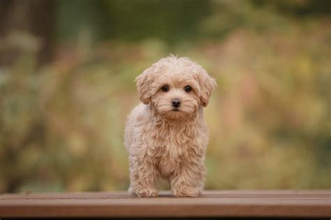 Maltipoo Puppy Complete Guide To Caring Breed Expert