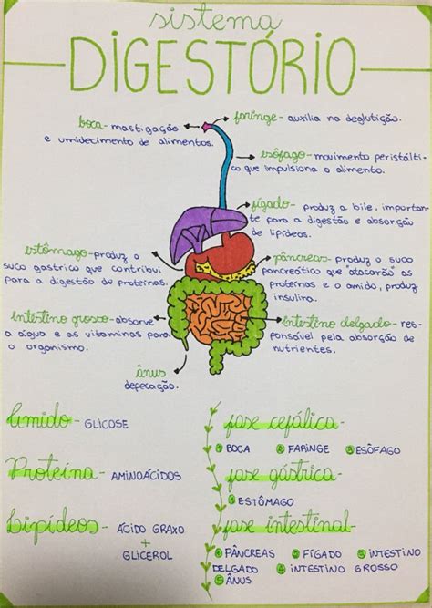 Mapa Conceitual Mental Sistema Digest Rio Digestorio Anatomia Sistema Digestorio Material