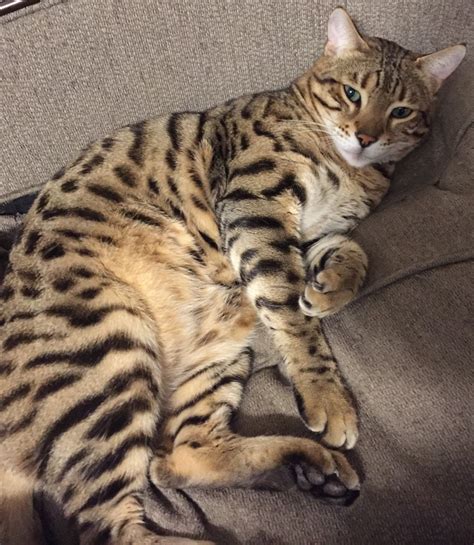 Bengal cats are gaining the attention of people due to its several features and unique breed. Lost Bengal Cat - WDEF