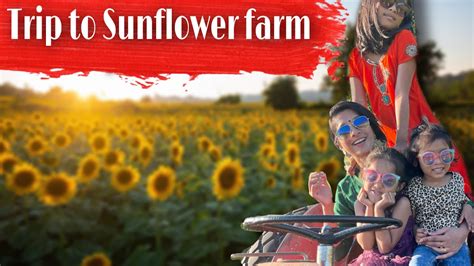 സൂര്യകാന്തി Stunning Sunflower Farm In Canada 🌻 Youtube