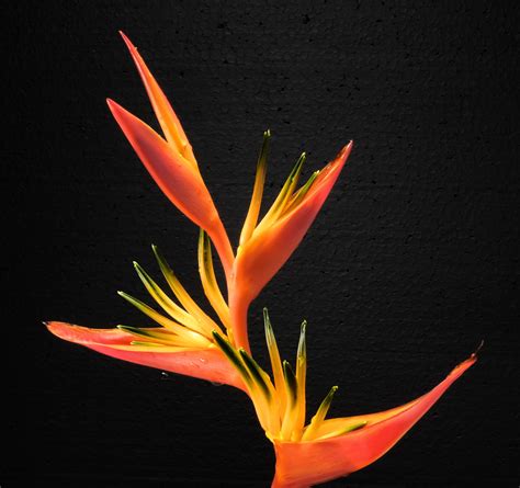 Free Images Blossom White Leaf Petal Bloom Red Color Flame