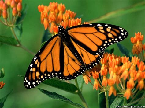 Desktop Wallpapers Animals Backgrounds Monarch Butterfly