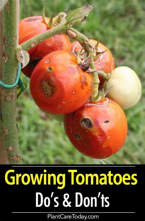 Tomato Plant Care Growing Tips Dos And Donts Tomato Plant Care