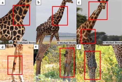 Can Camera Traps Diagnose The Severity Of A Mystery Giraffe Skin Disease