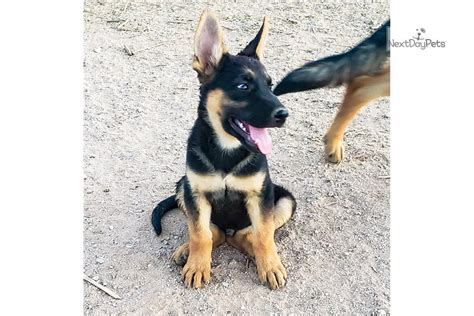 Bi Color M German Shepherd Puppy For Sale Near Phoenix Arizona