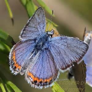 Acmon Blue Butterfly Male Plebejus Bugguidenet