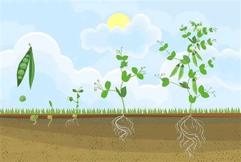 Life Cycle Of Pea Plant Stages Of Pea Growth From Seed And Sprout To