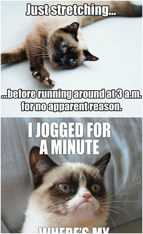 20 Best Grumpy Cat Memes So Life Quotes Grumpy Cat Humor Cat Memes
