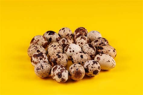 Quail Eggs Everything You Need To Know Sandy Soil Farms