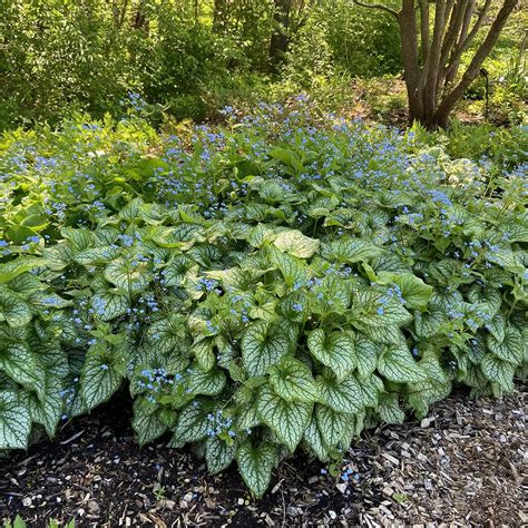 Brunnera Macrophylla Jack Frost Midwest Groundcovers Llc