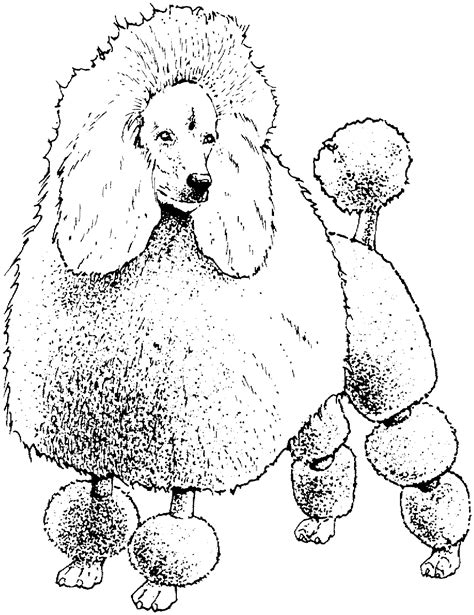 Toy Poodle Coloring Pages At Free Printable