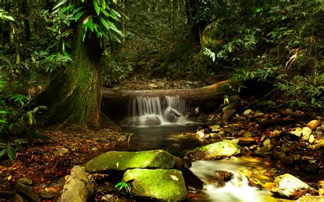 Daintree Rainforest Most Visit Places