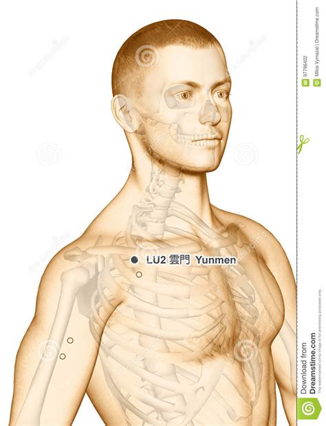 Zeichnungs Akupunktur Punkt Lu2 Yunmen Illustration 3d Stock Abbildung