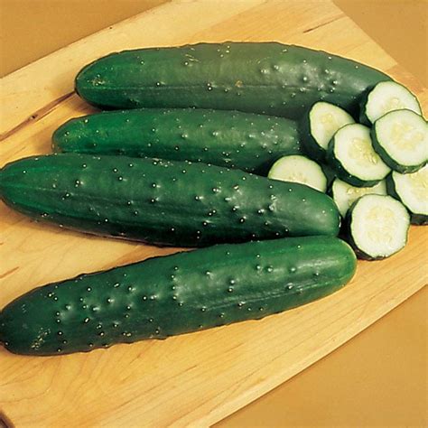 Cucumber Salad Bush F1 Harris Seeds