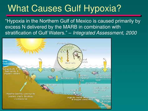 Ppt Gulf Of Mexico Hypoxia And Mississippi River Basin Nutrient