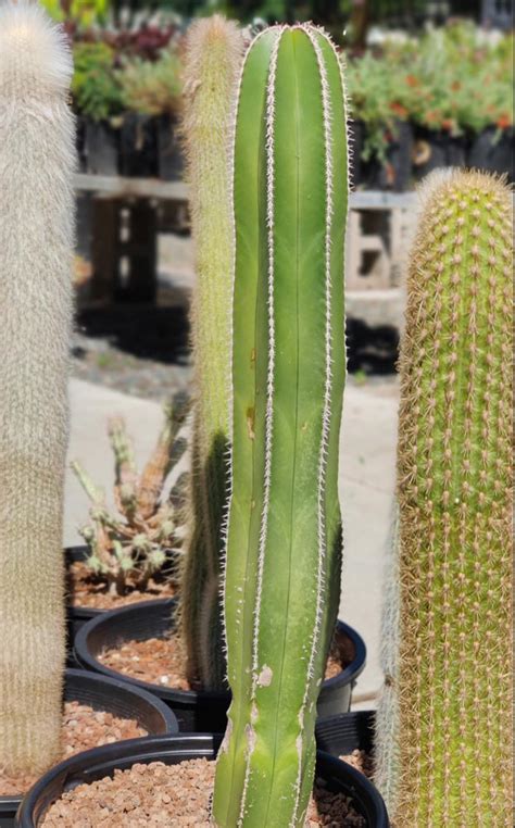 Pachycereus marginatus - Cactus Jungle