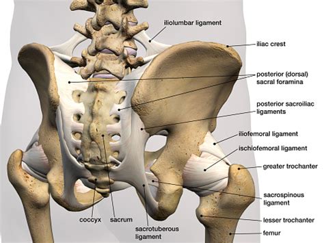 The bones are essential for the bipedal posture that humans have since the latest major evolutional update. Male Hip Bones And Ligaments Labeled Rear View On White ...