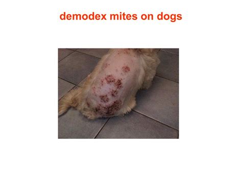 25 Best Demodex Mites Treatment Dogs Demodectic Mange