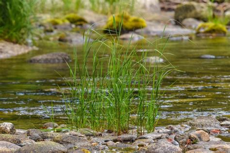 Green Grass Growing In The River Through The Rocks Stock Image Image