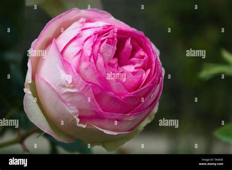 Pierre De Ronsard Rose Hi Res Stock Photography And Images Alamy