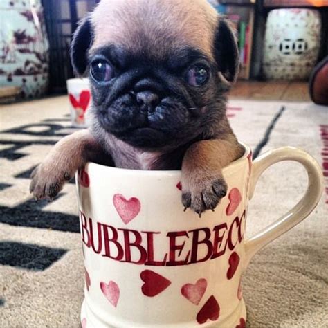 Cute Things In Cups Black Pug Puppies Pugs Cute Pugs
