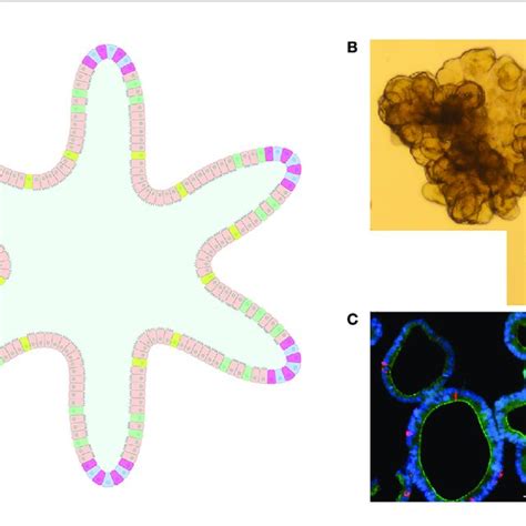 Intestinal Organoids A Graphical Representation Of An Intestinal