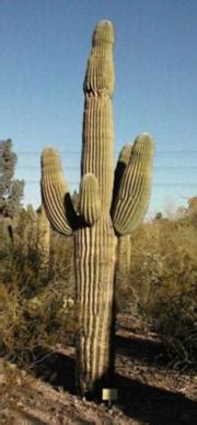 Saguaro Cactus - Carnegiea gigantea (Cereus giganteus)