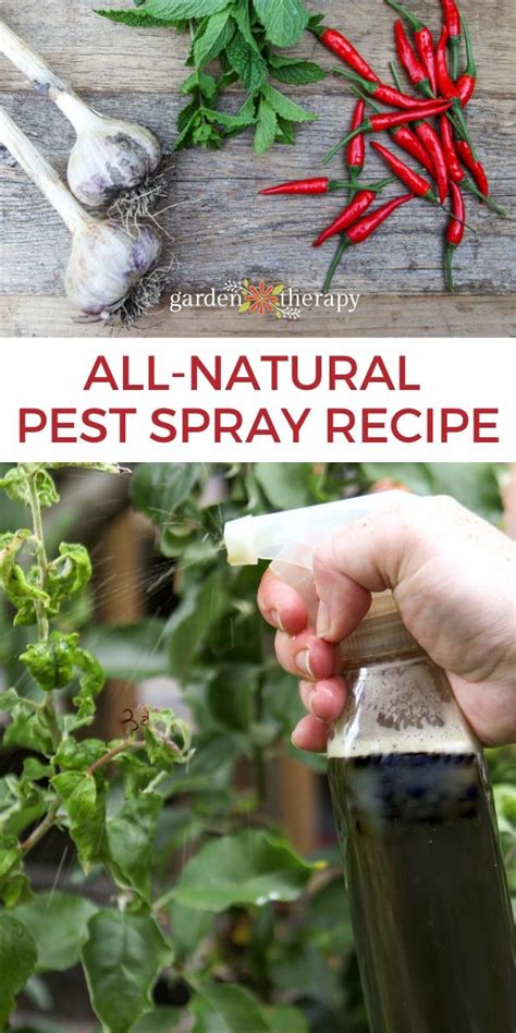 Natural Pest Control Spray With Herbs Garden Therapy Organic