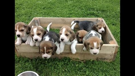 Funny And Cute Beagle Puppies Compilation 1 Cutest Beagle Puppy