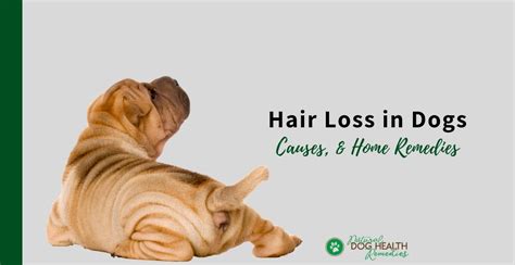 What Dogs Lose Less Hair
