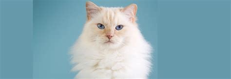 Everything You Need To Know About Cream Ragdoll Cats