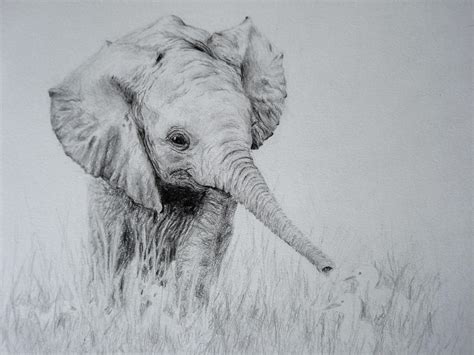 The Baby Elephant By Idator On Deviantart