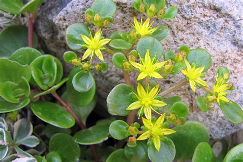 This yellow flowering succulent is a stemless succulent known for its round individual leaves. Succulent Plant Flowers - Youngs