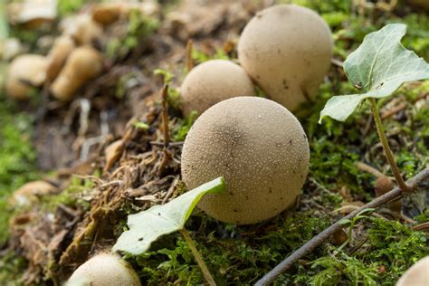 986237 Leaves Fall Moss Mushroom Fungus Nature Forest Rare