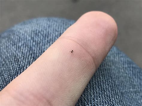 Spotted A Tiny Spider On My Hand And Thought Of You Guys R