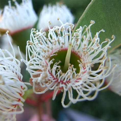 Cjl Designs Australia Day And Eucalyptus Flowers