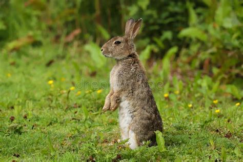 Baby Wild Rabbit Oryctolagus Cuniculus Sitting In A Field Stock Photo