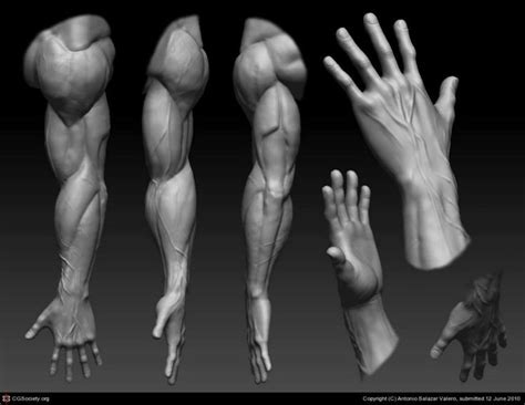 Anatomy for artists, Human anatomy art, Arm anatomy
