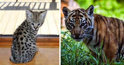 Bengal kittens, savannah kittens, serval kittens and cracal kittens in our large breeding program, all of our kittens are exposed to an appropriate amount of uv lighting. Couple spends $7000 to buy Savannah cat online and ends up ...
