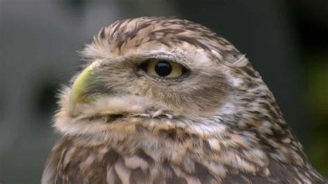A Cute Burrowing Owl Youtube
