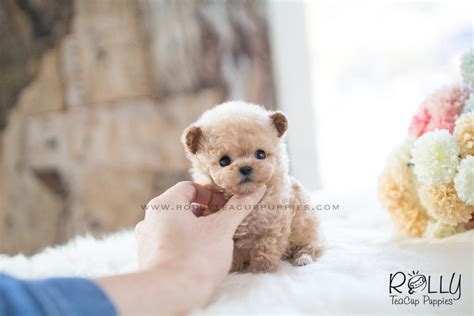 English cream standard f1b goldendoodles.the mother and father are on site,they can be seen at our home,father is akc reg poodle. Buttercup - Poodle. F - Rolly Teacup Puppies