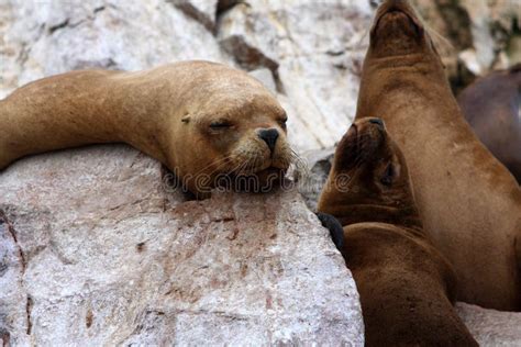 Seals On The Ballestas Islands Peru Stock Image Image Of Lions Lion